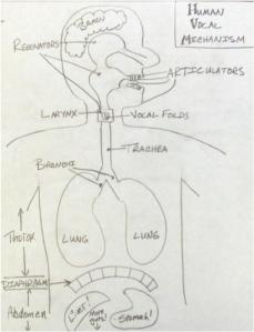 Sketch of human vocal mechanism, including diaphragm, lungs, bronchi, larynx, vocal folds, resonators, and articulators.
